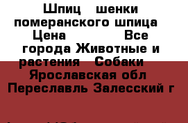 Шпиц - шенки померанского шпица › Цена ­ 20 000 - Все города Животные и растения » Собаки   . Ярославская обл.,Переславль-Залесский г.